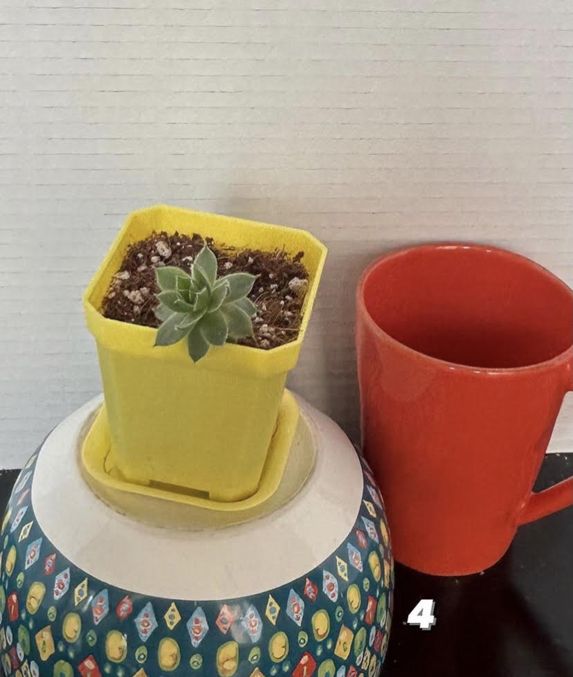 Starter Succulent (Small)
