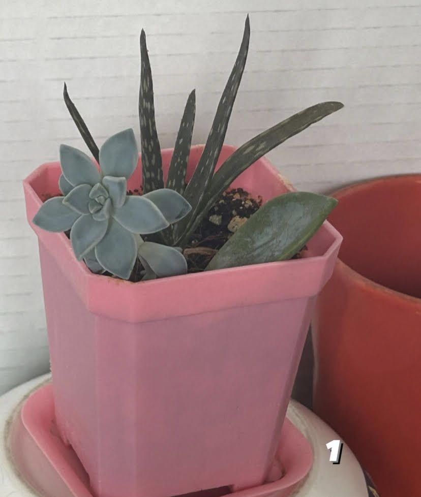 Small starter Succulent and Aloe